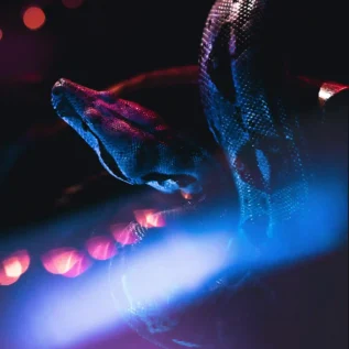 Initiation à la Programmation : Algorithmique et Python pour les Débutants