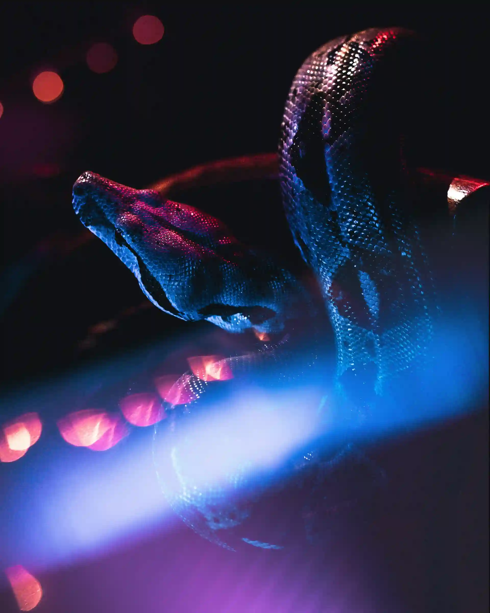 Lire la suite à propos de l’article Initiation à la Programmation : Algorithmique et Python pour les Débutants